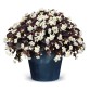 Begonia Big "White Bronze Leaves" - во саксија Ø13